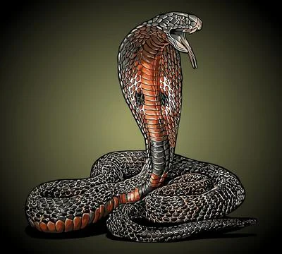 Cobra snake side view vector template Stock Illustration