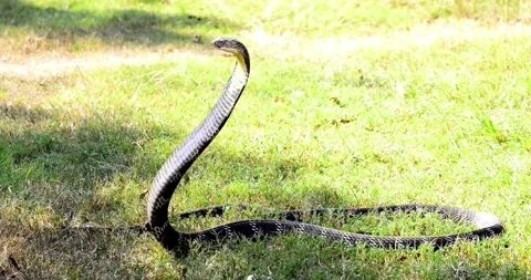Cobra snake slithering on a green grass field in the sunlight. Stock Footage 315333485