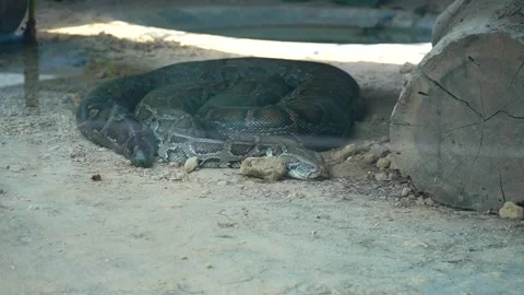 Cobra Spotted in India – Close View Stock Footage 313570511