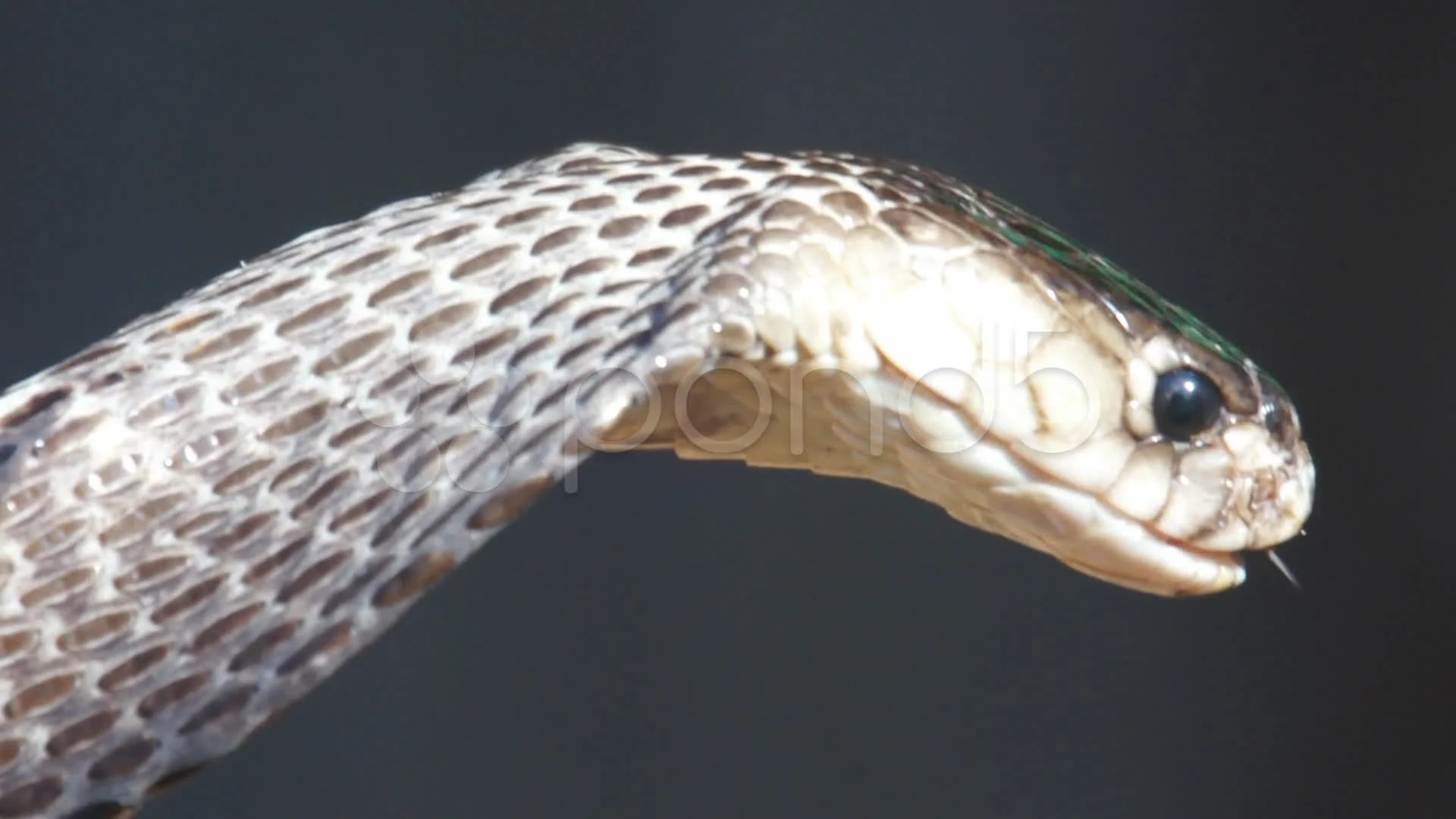 cobra snake profile