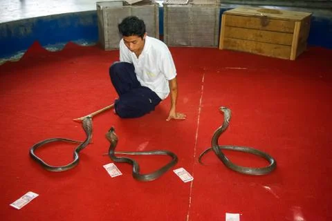 Cobra training, performance with trained cobras, snake trainer. Stock Photos