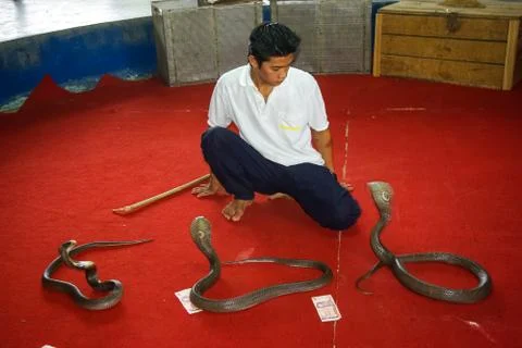 Cobra training, performance with trained cobras, snake trainer. Foto stock