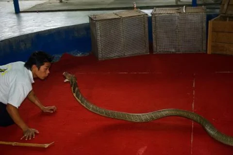 Cobra training, performance with trained cobras, snake trainer. Stock-Fotos