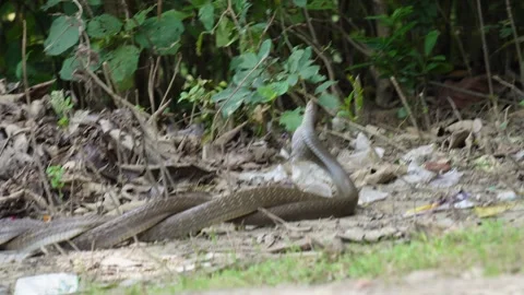Cobras competing mates Stock Footage 319999677