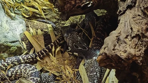  cobras crawling  Video stock 273834462