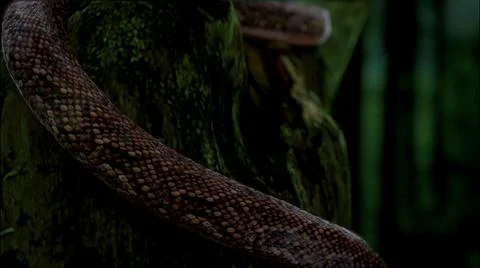 CobraTree B1 イラスト素材