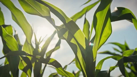 The cobs and leaves of corn fill the frame with a rich green texture against Stock Footage 337937564