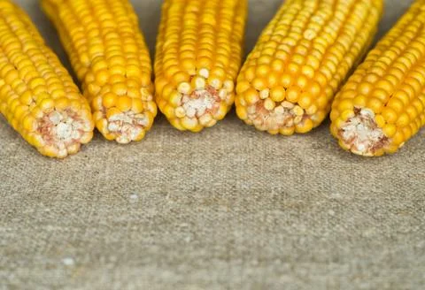 Cobs of corn on the rough canvas Stock Photos
