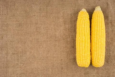Cobs of corn on sackcloth. Stock Photos
