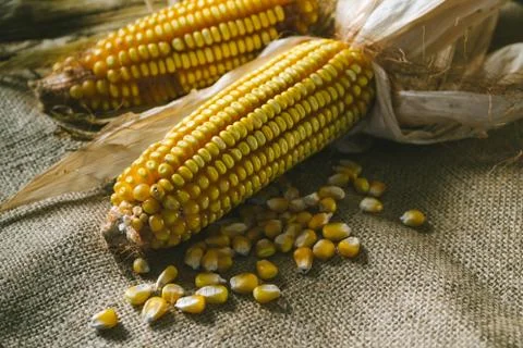 Cobs of corn on a sackcloth Stock Photos