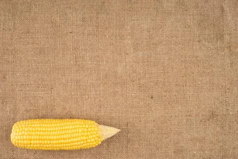 Cobs of corn on sackcloth. 스톡 사진