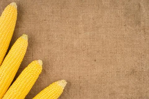 Cobs of corn on sackcloth. Stock Photos