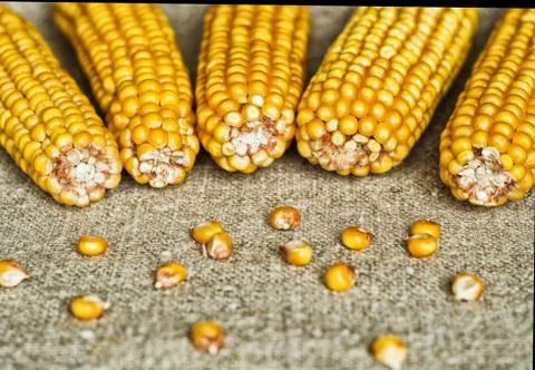 Cobs of dry corn on the rough canvas Stock Photos