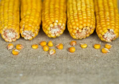 Cobs of dry corn on the rough canvas Stock Photos