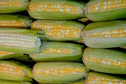 Cobs of fresh corn Foto stock