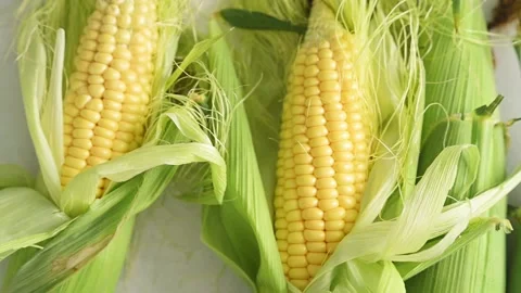 Cobs of fresh yellow corn with green leaves lie on kitchen table top view Vídeo Stock 201295436
