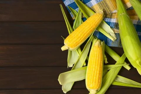 Cobs of Raw Sweet Corn Stock Photos