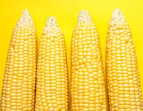 Cobs of ripe corn Stock Photos