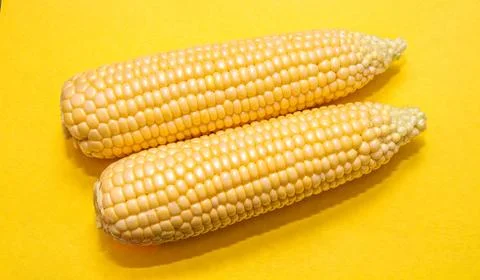 Cobs of ripe corn Stock Photos