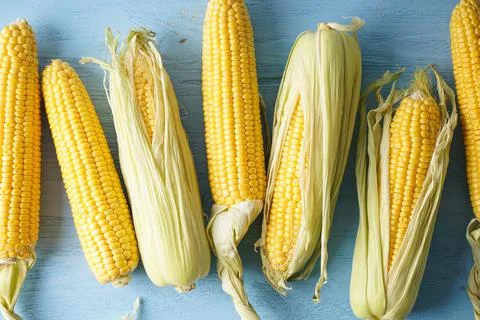 Cobs of ripe raw corn on blue wooden background. Flat lay. Stock Photos