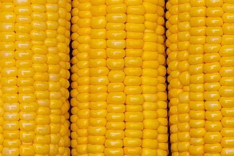 Cobs of yellow corn close-up. Food background. Stock Photos