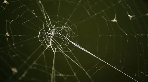 Cobweb against dark green background Stock Footage 12520256