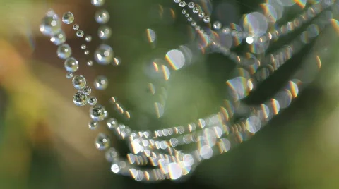 Cobweb and dew drops (shallow DOF) Stock Footage 876843