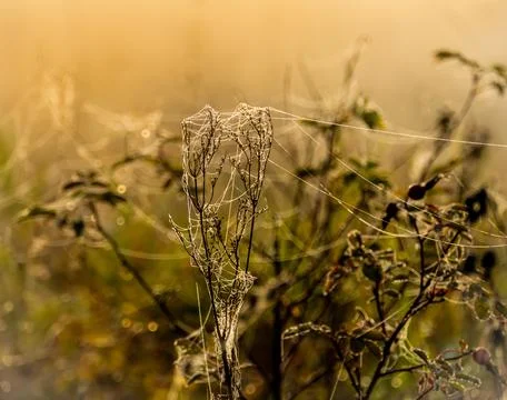 Cobweb and dewdrops on the branches of a rosehip bush at a foggy morning dawn Stock Photos