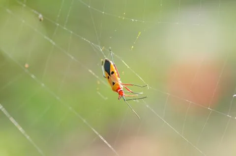Cobweb and insect Stock Photos