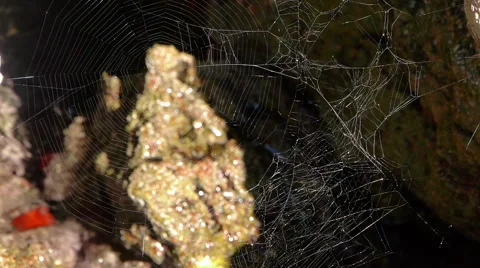 Cobweb and water Stock Footage 45667448