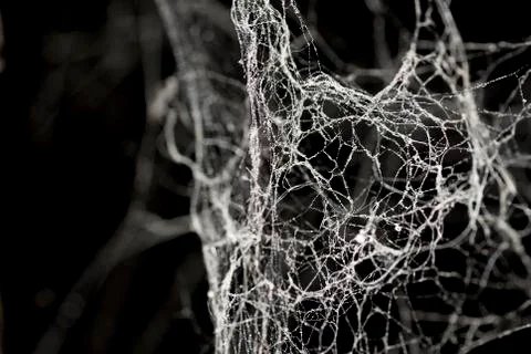 Cobweb background Stock Photos