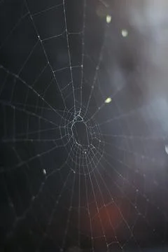 Cobweb background texture with dark background Stock Photos