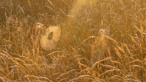 Cobweb in beam of sunset light. Spider made the web between wheat stems Stock Footage 97493195