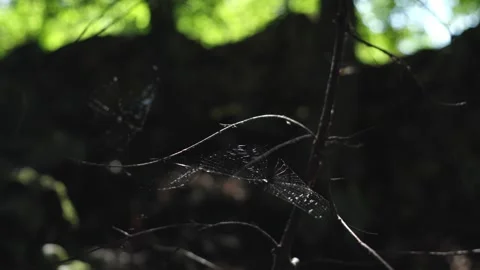 Cobweb Between Branches In The Forest - Close Up Stock Footage 331225260