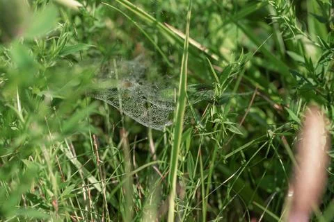 The cobweb between the grass in the meadow is covered with drops of water. Stock Photos
