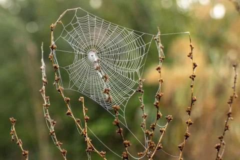 Cobweb between mountain plants waiting for prey. Foto stock
