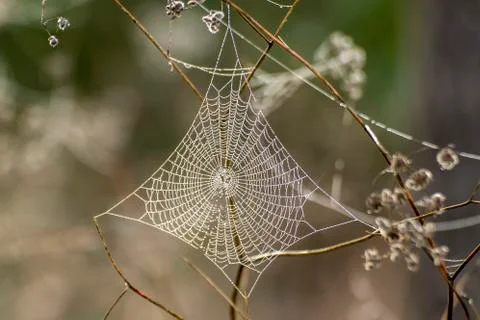 Cobweb between mountain plants waiting for prey. Stock Photos