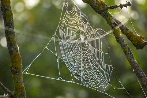 Cobweb between mountain plants waiting for prey. Stock Photos
