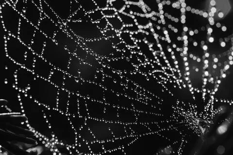 Cobweb, black and white background Stock Photos