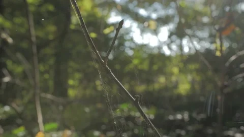 Cobweb on a branch Stock Footage 163767214