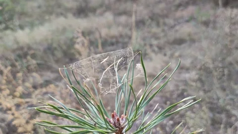 cobweb on branches. beautiful cobweb in ... | Stock Video | Pond5