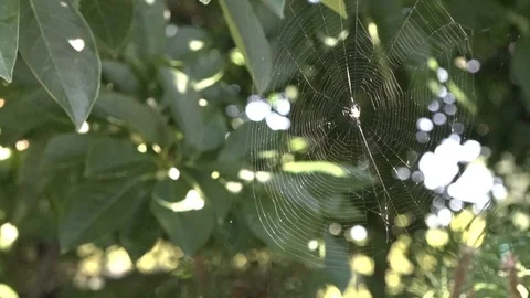 Cobweb on the branches of a tree. Blurred back green background Video stock 100289236