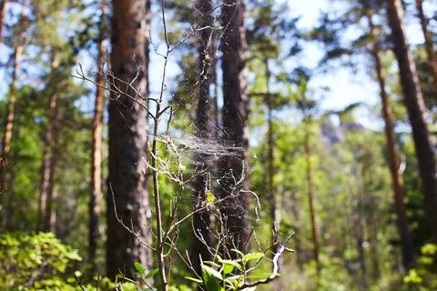 Cobweb on the branches of trees in a pine forest Stock Photos