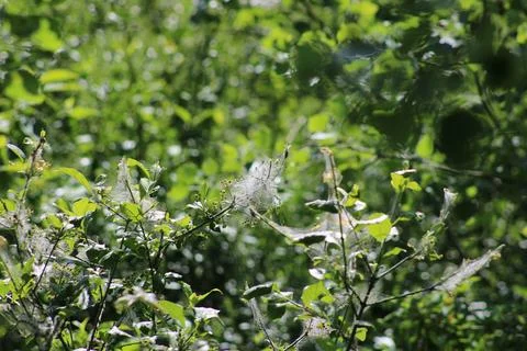 Cobweb on a bush Stock Photos