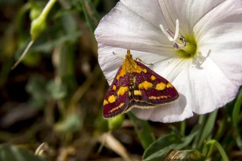 Cobweb butterfly (Araschnia levana) on the meadow buttercup. Stock Photos