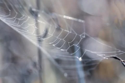 Cobweb close-up Stock Photos