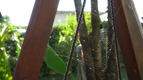 Cobweb closeup on wind, beautiful spider's web Video stock 94929762