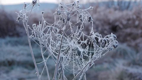 Cobweb in the cold sunrise on the lagoon Video stock 72946125