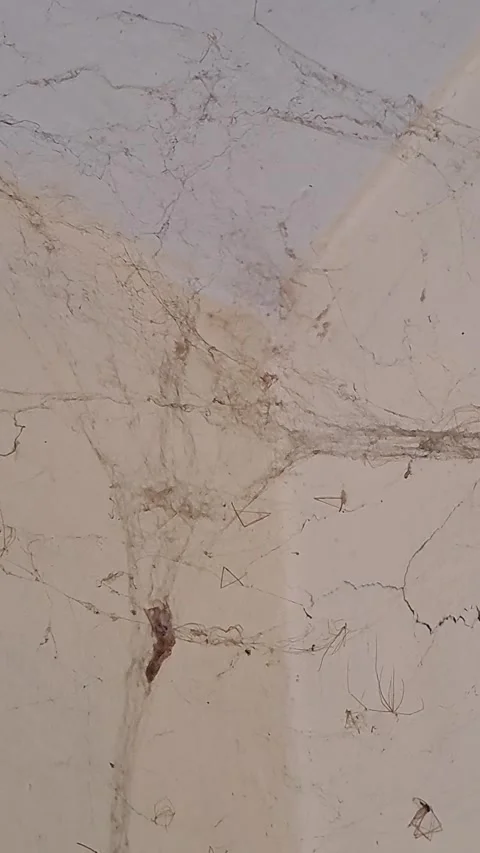 Cobweb Corner Short Video Video stock 249246656