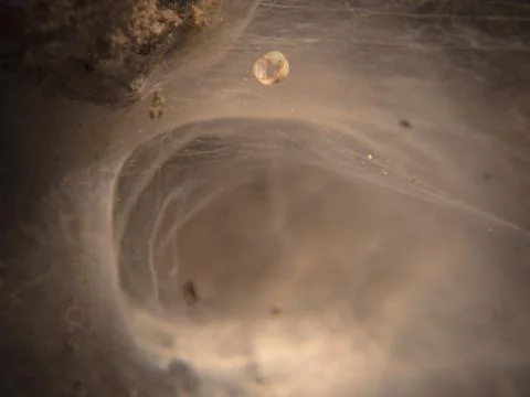 Cobweb, corridor cobweb. close-up shot Foto stock
